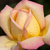 Rumeno - roza - Vrtnica čajevka - Rose Aimée